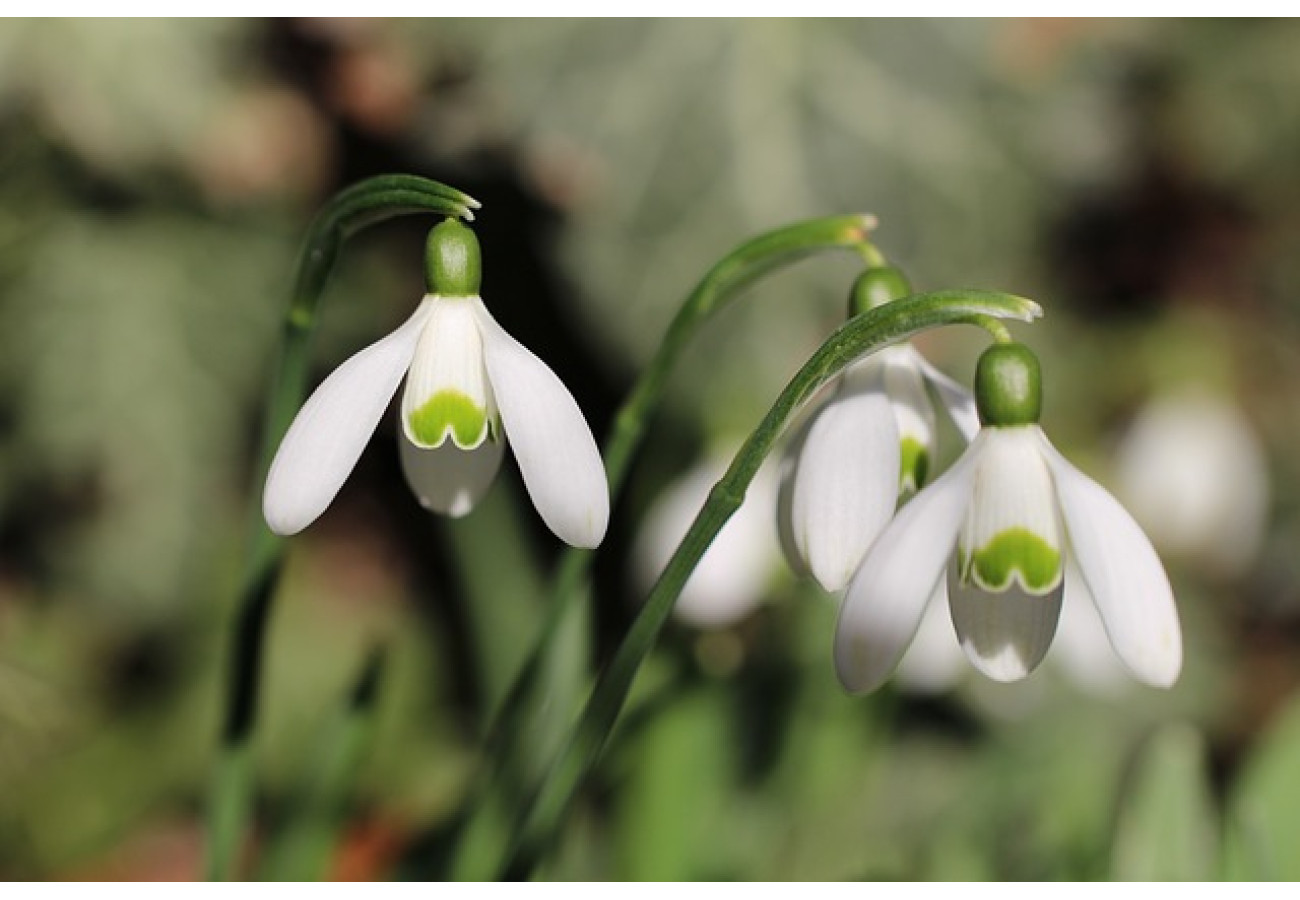 The first spring flowers