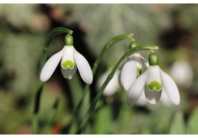 The first spring flowers